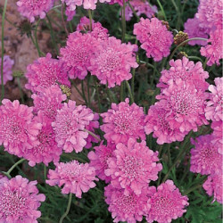 Scabieuse Pink mist