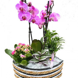 PHAL/S3M Barque tricolor 4P (2)