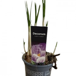 Crocus Fleurs Varié