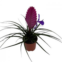Tillandsia