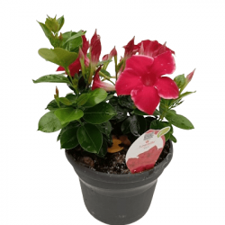 Dipladenia Q-Deville variés