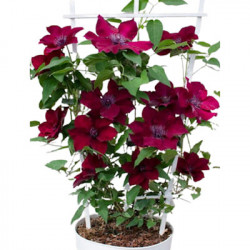 CLEMATIS Boulevard Nubia (rouge foncé)