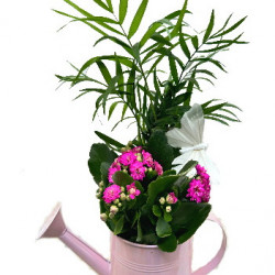 MET/Arrosoir 6 colors D12 2P (2)