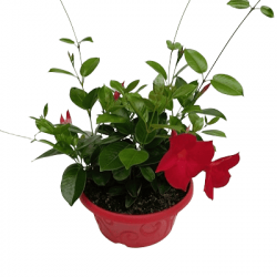 CDIPLA Variés - Cpe D23