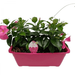 JDIPLA40 Variés / Jardi40 cm