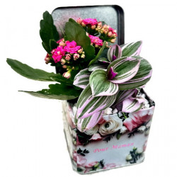 FM/Coffret 'BF Maman'