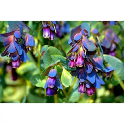 Cerinthe Varié
