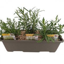 Jardinière Grillade (Thym/Romarin/Estragon)