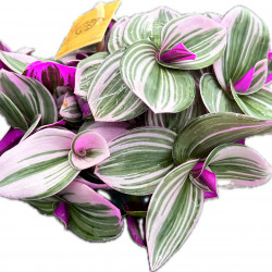 Tradescantia Nanouk