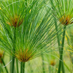 Cyperus Papyrus