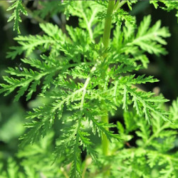 Artemisia Varies