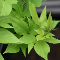 Ipomoea Terrace Lime