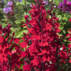 Lobelia Speciosa StarShip Burgundy