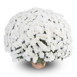 Mutifleurs 25x25 Talys Crème