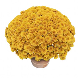 Mutifleurs 25x25 Petrus Dorée