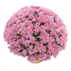 Mutifleurs 25x25 Petrus Rose