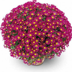 Mutifleurs 25x25 Vegas Violet