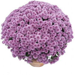 Mutifleurs 40x40 Scala Rose