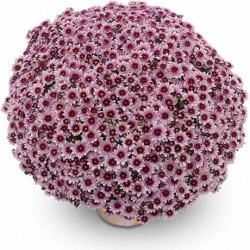 Mutifleurs 40x40 Comix Mauve
