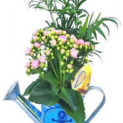 MER/Arrosoir Marin 2P (2)
