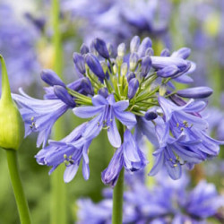 AGAPANTHUS Ever Sapphire