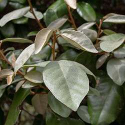 ELAEAGNUS Ebbingei Compacta
