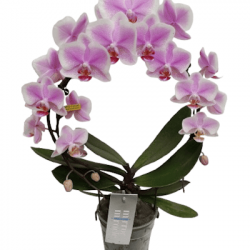 Phalaenopsis Arceau