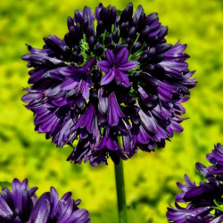 Agapanthe Black Jack