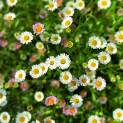 Erigeron Profusion