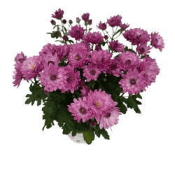 Multifleurs Carnaval