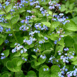 Brunnera Macrophylla