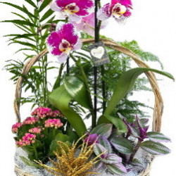 PHALN/S3G Panier Nature