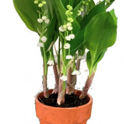 Muguet 6/7 brins Géant EXTRA