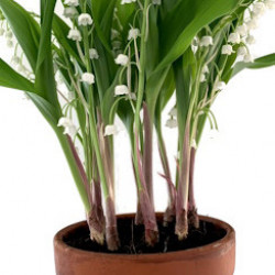 Muguet 9/10 brins Géant EXTRA