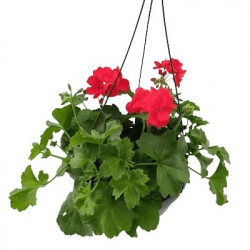 Suspension Lierre Double Marcada