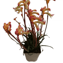 Anigozanthos