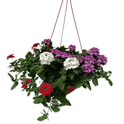 Suspension Verveine