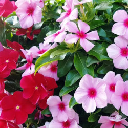 Catharanthus Varies