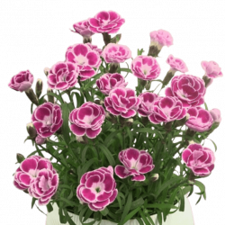 Jardinière Dianthus Aura