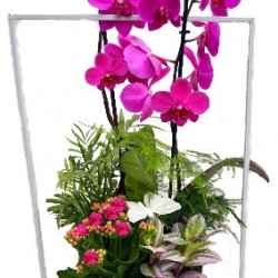 PHAL/Cadre Fusion B-N 4P (2)