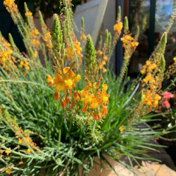 Bulbine