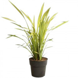 Phormium