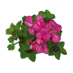 Géranium Zonal Pellino