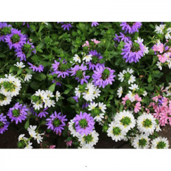 Scaevola