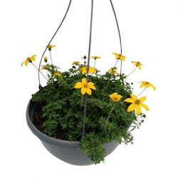 Suspension Bidens Jaune