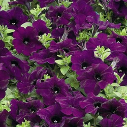 Suspension Pétunia Cascade 2 variétés
