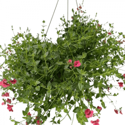 Suspension Diascia