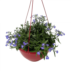 Suspension Lobélia Pendula