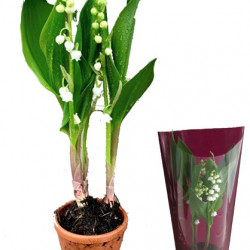 Muguet 3 brins Géant EXTRA