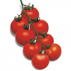 Tomate Grappe Premio